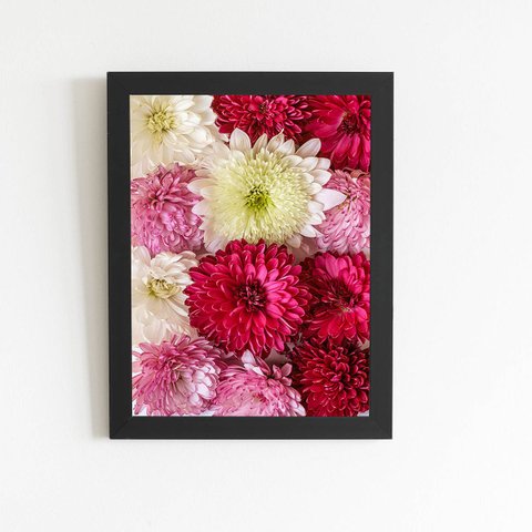 Quadro Crisântemo Flores Coloridas Moldura Preta 60x40cm