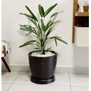 Ver imagem 2 de Vaso de Planta Flor Redondo Polietileno 30x30 + Prato Café