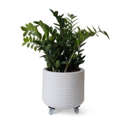 Suporte em Polipropileno 35cm C/4 Rodas até 100kg Tech Plant - 6