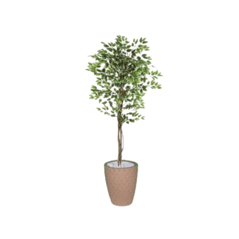 Planta Artificial Ficus Verde Creme 1,5 kit + Vaso E. Bege 30 cm