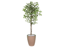 Ver imagem 1 de Planta Artificial Ficus Verde Creme 1,5 kit + Vaso E. Bege 30 cm