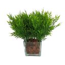 Ver imagem 6 de 10 Buquês de Planta Artificial Realista Ideal para Decoração de Interiores