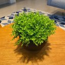 Ver imagem 4 de Arranjo Centro de Mesa Vaso Preto Verdinho Artificial Completo Decore Fácil Shop