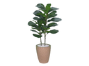 Ver imagem 1 de Planta Árvore Artificial Ficus Lyrata Real Toque Verde 1m Kit + Vaso E. Bege 30 cm