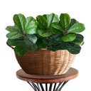 Ver imagem 4 de Kit 18 Mini Árvores Ficus Artificial 45cm para Vasos Decorativos, Folhagem Durável, sem Manutenção