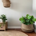 Ver imagem 6 de Kit 18 Mini Árvores Ficus Artificial 45cm para Vasos Decorativos, Folhagem Durável, sem Manutenção