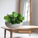 Ver imagem 7 de Kit 18 Mini Árvores Ficus Artificial 45cm para Vasos Decorativos, Folhagem Durável, sem Manutenção