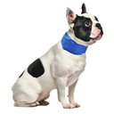 Ver imagem 4 de Coleira Gelada Premium:azul/g