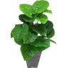 PLANTA ARTIFICIAL CORDIFORME 60CM FOLHAGEM VERDE REALISTA - 1