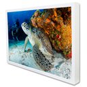 Ver imagem 2 de Quadro Decorativo Tartaruga  em Moldura Caixa TaColado Moldura Trad 1cm Madeira Escura com Vidro 20 