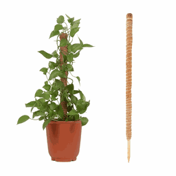 Tutor de Plantas de Fibra de Coco Estaca Flexível 80cm - 7