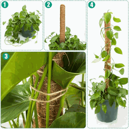 Tutor de Plantas de Fibra de Coco Estaca Flexível 80cm - 4