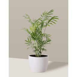Vaso Cachepô de Cerâmica para Plantas Branco P - 7