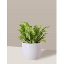 Ver imagem 3 de Vaso Cachepô de Cerâmica para Plantas Branco P