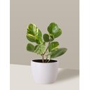 Ver imagem 4 de Vaso Cachepô de Cerâmica para Plantas Branco P