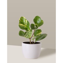 Vaso Cachepô de Cerâmica para Plantas Branco P - 4