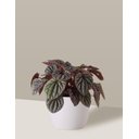 Ver imagem 5 de Vaso Cachepô de Cerâmica para Plantas Branco P