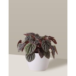 Vaso Cachepô de Cerâmica para Plantas Branco P - 5