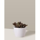 Ver imagem 6 de Vaso Cachepô de Cerâmica para Plantas Branco P