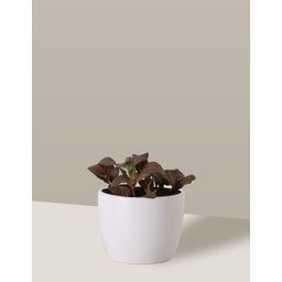 Vaso Cachepô de Cerâmica para Plantas Branco P - 6