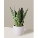 Ver imagem 1 de Vaso Cachepô de Cerâmica para Plantas Branco P