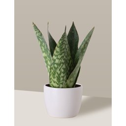 Vaso Cachepô de Cerâmica para Plantas Branco P - 1