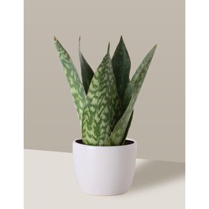 Vaso Cachepô de Cerâmica para Plantas Branco P