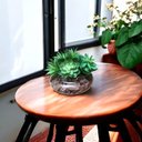 Ver imagem 4 de Arranjo de Suculentas Artificiais em Vaso de Vidro Paola