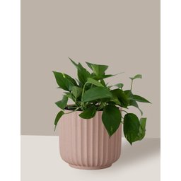 Vaso Cachepô de Cerâmica para Plantas Camurça ME - 6
