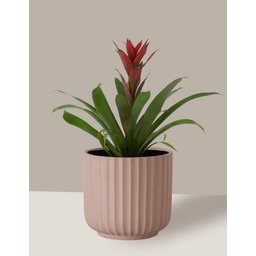 Vaso Cachepô de Cerâmica para Plantas Camurça ME - 7