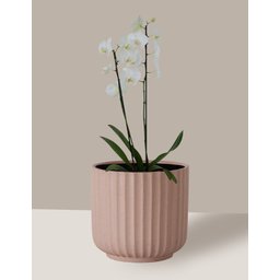 Vaso Cachepô de Cerâmica para Plantas Camurça ME - 5