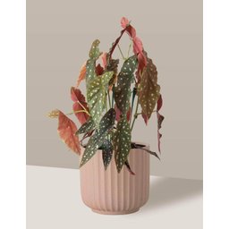 Vaso Cachepô de Cerâmica para Plantas Camurça ME - 1