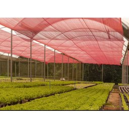 Tela Sombrite Vermelho 35% 2x2 Bainha e Ilhós - 5
