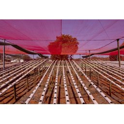 Tela Sombrite Vermelho 35% 2x2 Bainha e Ilhós - 4