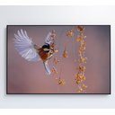 Ver mais imagens de Quadro Beija Flor Decor&quadros Nat059