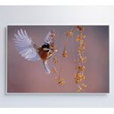 Ver imagem 4 de Quadro Beija Flor Decor&quadros Nat059
