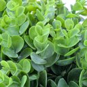 Ver imagem 3 de Arranjo de Eucaliptos Artificiais em Vaso Branco Noah