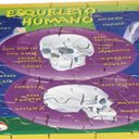 Ver imagem 2 de Quebra-cabeças - Corpo Humano - 80 Peças Cada - Algazarra