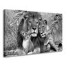 Quadro Decorativo Família Leão Preto Branco para Sala Quarto - 1