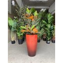 Ver imagem 4 de Kit com 2 Vasos para Plantas de Polietileno Lisa Efeito Marmorizada Luxo (vermelho Premium).