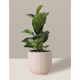 Vaso Cachepô de Cerâmica para Plantas Creme ME - 5