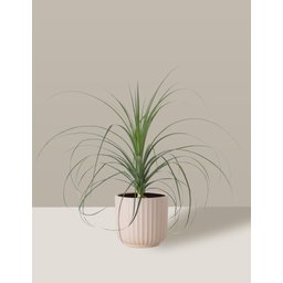 Vaso Cachepô de Cerâmica para Plantas Creme ME - 6