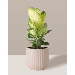 Vaso Cachepô de Cerâmica para Plantas Creme ME - 3