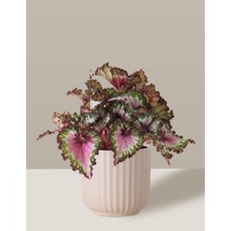 Vaso Cachepô de Cerâmica para Plantas Creme ME - 1