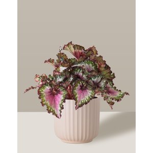 Vaso Cachepô de Cerâmica para Plantas Creme ME