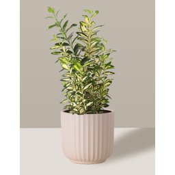 Vaso Cachepô de Cerâmica para Plantas Creme ME - 4