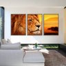 Kit com 3 Quadros Decorativos 70x50 Cm Natureza Leão com Moldura Caixa Preta de 3cm de Profundidade, - 2