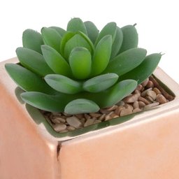 Suculenta com Vaso 10cm B - 3