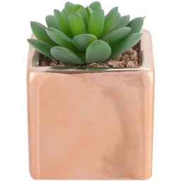Suculenta com Vaso 10cm B - 1