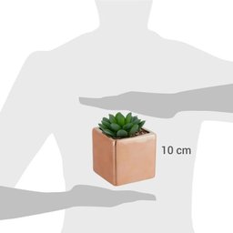 Suculenta com Vaso 10cm B - 5